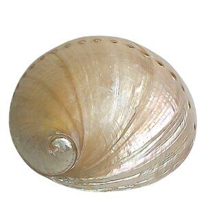 Rare 6" Polished White Abalone Mother-Of-Pearl Shell Collectible